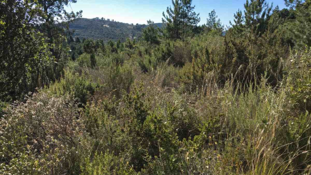 La verdadera causa de los incendios